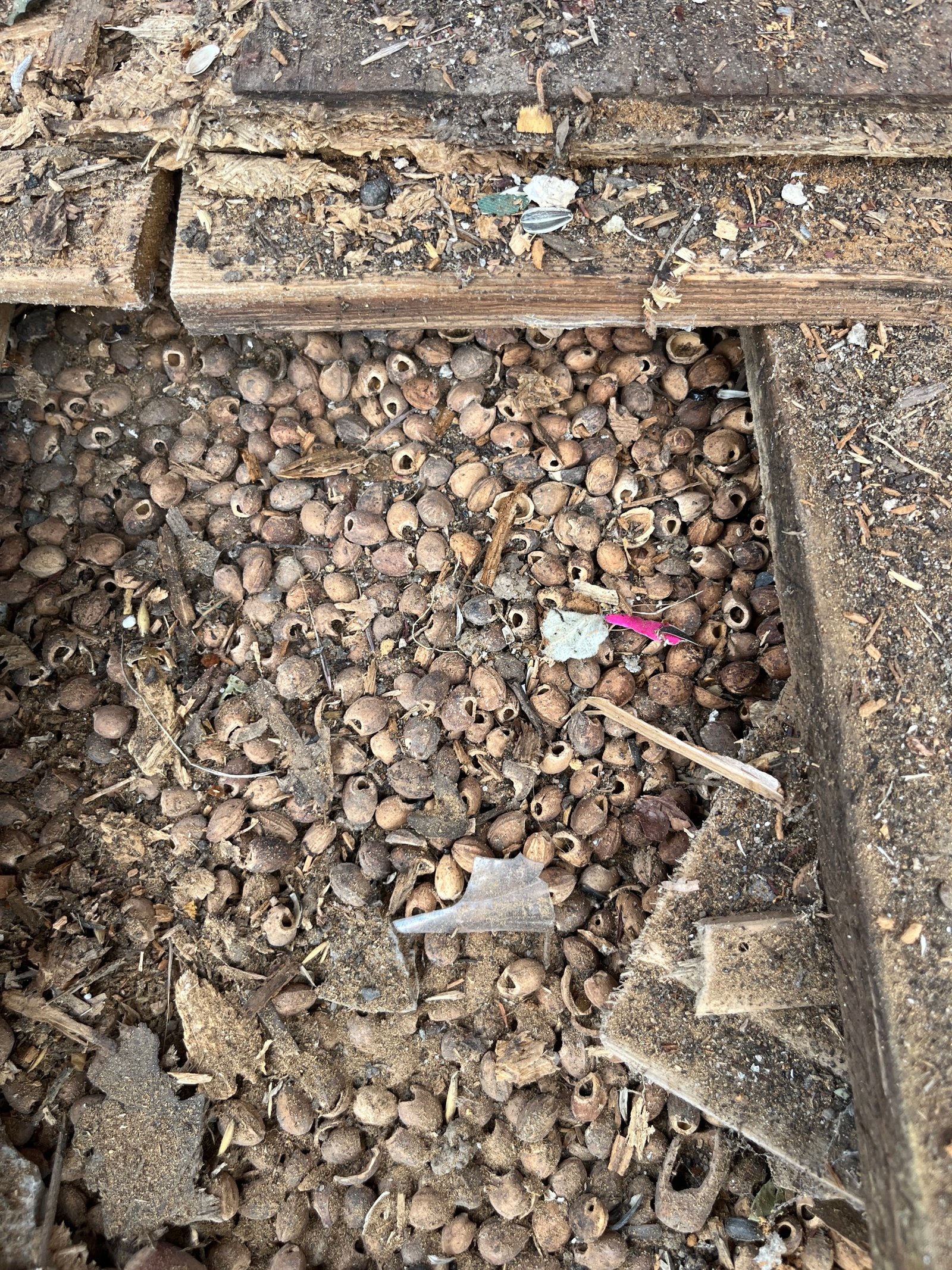 Gartenhaus-Abriss: Holzdielen, Sperrmüll und Baumaterial im Garten aufgestapelt