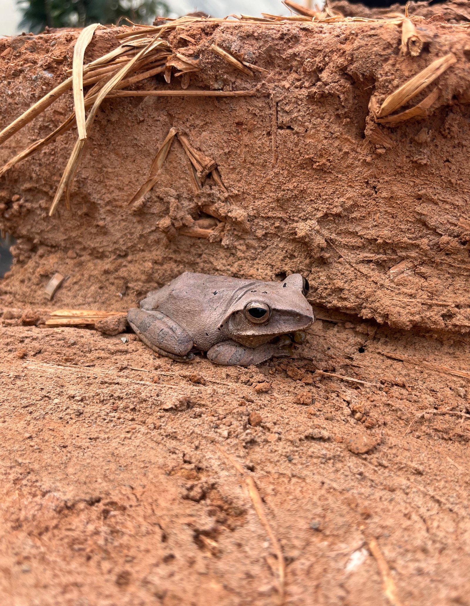 Frosch auf Lehmziegelmauer mit Stroh, Taiwan, Lehmbau im ländlichen Bereich